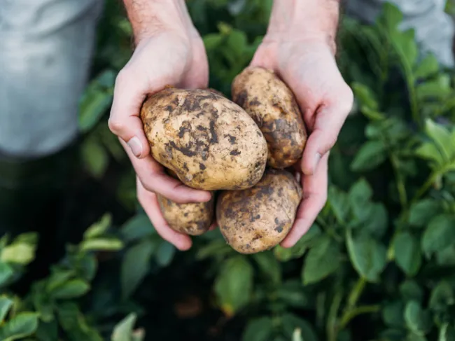 potatoes